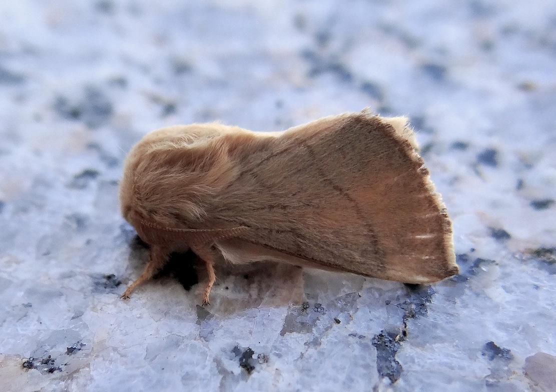 Falene di Sardegna-3 Malacosoma neustria